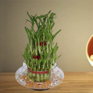 3 Layer Lucky Bambu 21 Sticks | Lucky Bamboo Plant with Glass Pot for Home Décor