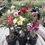 Adenium Plant live Combo Without Pot Bosnai Multi Petal Desert Rose (Set of 2 Plants) I (Combo) |BSWS_06