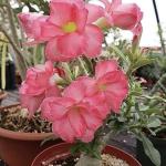 Adenium Plant live Combo Without Pot Bosnai Multi Petal Desert Rose (Set of 2 Plants) I (Combo) |BSWS_06