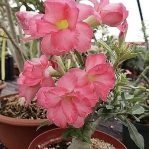 Adenium Plant live Combo Without Pot Bosnai Multi Petal Desert Rose (Set of 2 Plants) I (Combo) |BSWS_06