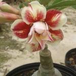 Adenium Plant live Combo Without Pot Bosnai Multi Petal Desert Rose (Set of 2 Plants) I (Combo) |BSWS_06