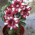 Adenium Plant live Combo Without Pot Bosnai Multi Petal Desert Rose (Set of 2 Plants) I (Combo) |BSWS_06