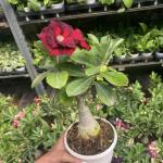 Adenium Plant live Combo Without Pot Bosnai Multi Petal Desert Rose (Set of 2 Plants) I (Combo) |BSWS_06