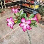 Adenium Plant live Combo Without Pot Bosnai Multi Petal Desert Rose (Set of 2 Plants) I (Combo) |BSWS_06