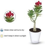 Adenium Plant live Combo Without Pot Bosnai Multi Petal Desert Rose (Set of 2 Plants) I (Combo) |BSWS_06