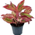 Kushwaha nurshery Aglaonema (Lipstick Single Stem) Natural Live Indoor Plant with 7.5 cm Pot | Pack of 1 Healthy Live Plant I For Home, Office, Livingroom, Bedroom, Garden Decor