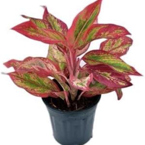 Kushwaha nurshery Aglaonema (Lipstick Single Stem) Natural Live Indoor Plant with 7.5 cm Pot | Pack of 1 Healthy Live Plant I For Home, Office, Livingroom, Bedroom, Garden Decor