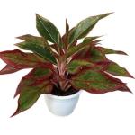 Kushwaha nurshery Aglaonema (Lipstick Single Stem) Natural Live Indoor Plant with 7.5 cm Pot | Pack of 1 Healthy Live Plant I For Home, Office, Livingroom, Bedroom, Garden Decor