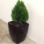 KUSHWAHA NURSHERY Live Plant A Natural Air Purifier with Beautiful Pot and pebbles removes Vastu Dosh of Main Door