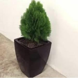KUSHWAHA NURSHERY Live Plant A Natural Air Purifier with Beautiful Pot and pebbles removes Vastu Dosh of Main Door