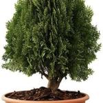 KUSHWAHA NURSHERY Live Plant A Natural Air Purifier with Beautiful Pot and pebbles removes Vastu Dosh of Main Door