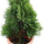 KUSHWAHA NURSHERY Live Plant A Natural Air Purifier with Beautiful Pot and pebbles removes Vastu Dosh of Main Door