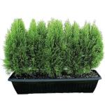KUSHWAHA NURSHERY Live Plant A Natural Air Purifier with Beautiful Pot and pebbles removes Vastu Dosh of Main Door
