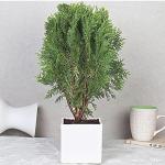 KUSHWAHA NURSHERY Live Plant A Natural Air Purifier with Beautiful Pot and pebbles removes Vastu Dosh of Main Door