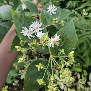 FloraPlax Harsingar,Parijat live Plant For Home And Garden With Pot