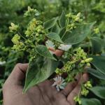 FloraPlax Harsingar,Parijat live Plant For Home And Garden With Pot