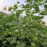 FloraPlax Harsingar,Parijat live Plant For Home And Garden With Pot