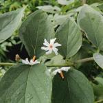 FloraPlax Harsingar,Parijat live Plant For Home And Garden With Pot
