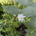FloraPlax Harsingar,Parijat live Plant For Home And Garden With Pot