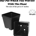 FloraPlax Harsingar,Parijat live Plant For Home And Garden With Pot