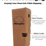 FloraPlax Harsingar,Parijat live Plant For Home And Garden With Pot
