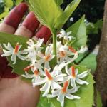 FloraPlax Harsingar,Parijat live Plant For Home And Garden With Pot