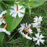 FloraPlax Harsingar,Parijat live Plant For Home And Garden With Pot
