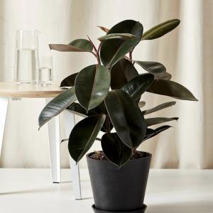 Rubber plant indoor live plant big size (Pack of 1)