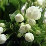 Charming Gronhus Live Jasminum Sambac 'Butt Mogra' |Jasmine Plant | Aromatic Flower Plant For Home Garden With Pot